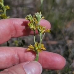 Pimelea curviflora var. sericea at Carwoola, NSW - 6 Nov 2023 02:35 PM