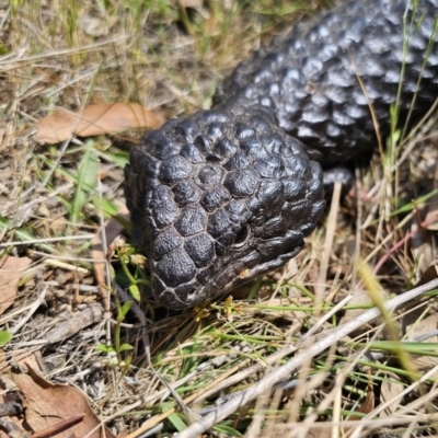 Tiliqua rugosa (Shingleback Lizard) at QPRC LGA - 6 Nov 2023 by Csteele4