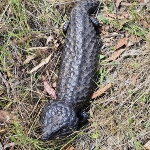 Tiliqua rugosa at Carwoola, NSW - 6 Nov 2023