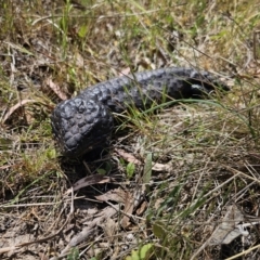 Tiliqua rugosa at Carwoola, NSW - 6 Nov 2023