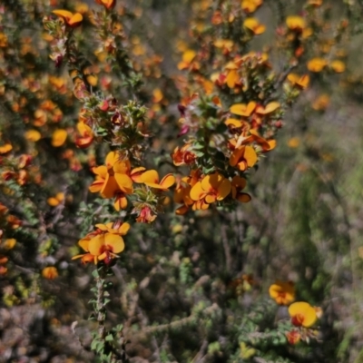 Pultenaea procumbens (Bush Pea) at QPRC LGA - 6 Nov 2023 by Csteele4