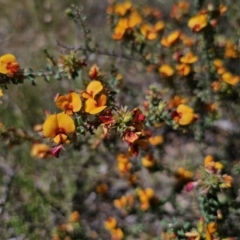 Pultenaea procumbens at Carwoola, NSW - 6 Nov 2023