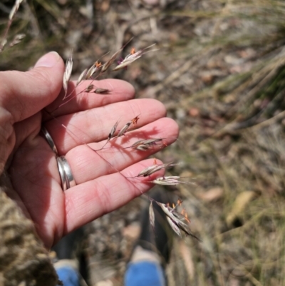 Rytidosperma pallidum (Red-anther Wallaby Grass) at Carwoola, NSW - 5 Nov 2023 by Csteele4