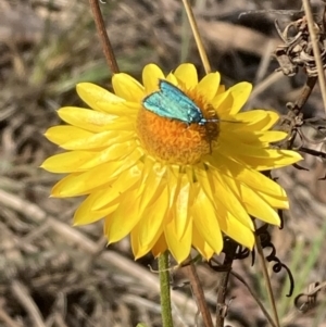 Pollanisus (genus) at Majura, ACT - 6 Nov 2023