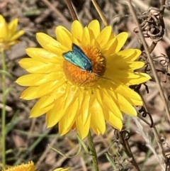 Pollanisus (genus) at Majura, ACT - 6 Nov 2023