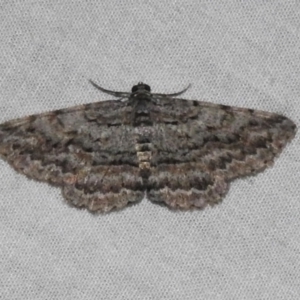 Psilosticha attacta at Acton, ACT - 3 Nov 2023 09:15 PM