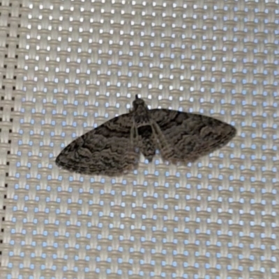Chloroclystis insigillata (Chloroclystis insigillata) at Braidwood, NSW - 6 Nov 2023 by stellabellaxx