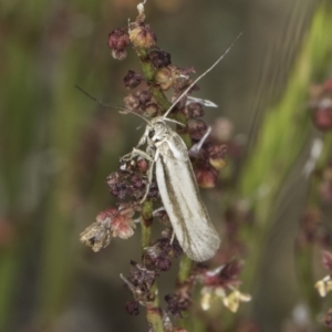 Philobota pilipes at Belconnen, ACT - 6 Nov 2023