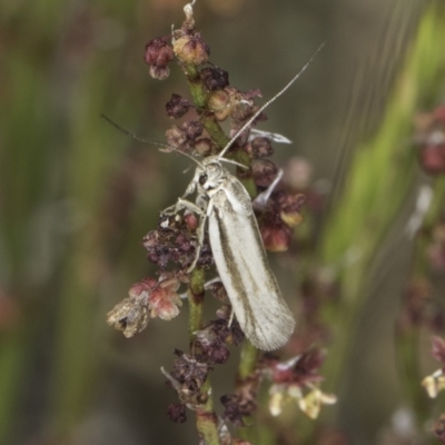 Philobota pilipes (A concealer moth) at Jarramlee-West MacGregor Grasslands - 6 Nov 2023 by kasiaaus