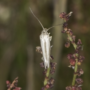 Philobota pilipes at Belconnen, ACT - 6 Nov 2023