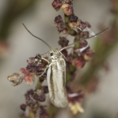 Philobota pilipes at Belconnen, ACT - 6 Nov 2023 11:27 AM