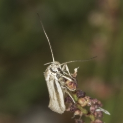 Philobota pilipes at Belconnen, ACT - 6 Nov 2023