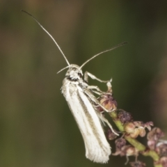 Philobota pilipes at Belconnen, ACT - 6 Nov 2023