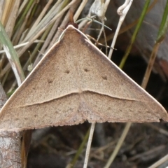 Epidesmia hypenaria (Long-nosed Epidesmia) at Charleys Forest, NSW - 6 Nov 2023 by arjay