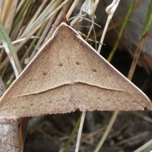 Epidesmia hypenaria at Charleys Forest, NSW - 6 Nov 2023