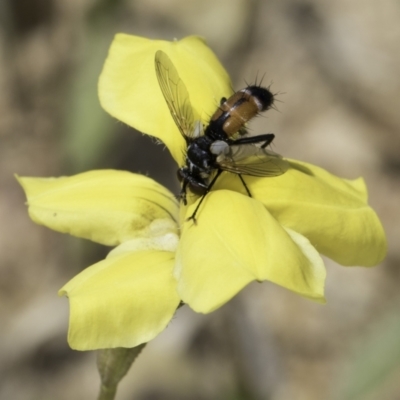 Cylindromyia sp. (genus) (Bristle fly) at Jarramlee North (JRN) - 6 Nov 2023 by kasiaaus