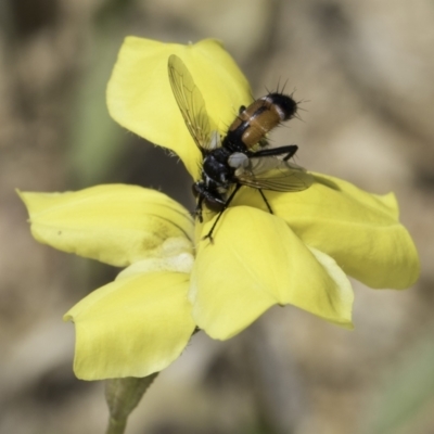 Cylindromyia sp. (genus) (Bristle fly) at Belconnen, ACT - 6 Nov 2023 by kasiaaus