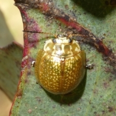 Paropsisterna cloelia (Eucalyptus variegated beetle) at Charleys Forest, NSW - 6 Nov 2023 by arjay