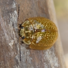 Paropsisterna cloelia at Charleys Forest, NSW - 6 Nov 2023