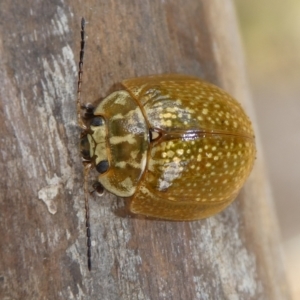 Paropsisterna cloelia at Charleys Forest, NSW - 6 Nov 2023