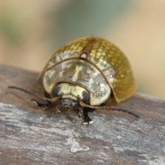 Paropsisterna cloelia at Charleys Forest, NSW - 6 Nov 2023