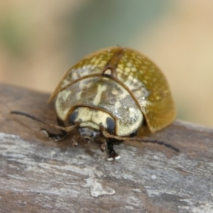 Paropsisterna cloelia at Charleys Forest, NSW - suppressed