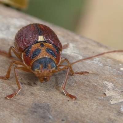 Cadmus (Cadmus) aurantiacus (Leaf beetle) at Charleys Forest, NSW - 6 Nov 2023 by arjay