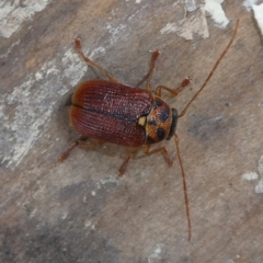 Cadmus (Cadmus) aurantiacus at QPRC LGA - suppressed