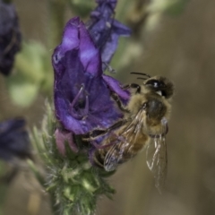 Apis mellifera (European honey bee) at Jarramlee North (JRN) - 6 Nov 2023 by kasiaaus