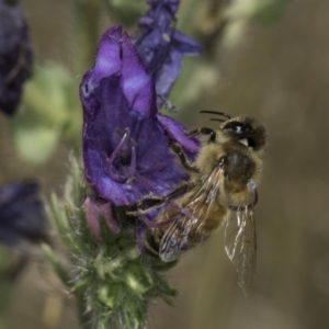 Apis mellifera at Jarramlee North (JRN) - 6 Nov 2023