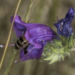 Apis mellifera at Jarramlee North (JRN) - 6 Nov 2023