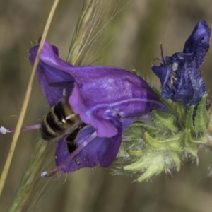 Apis mellifera at Jarramlee North (JRN) - 6 Nov 2023