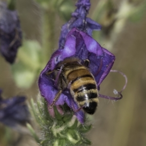 Apis mellifera at Jarramlee North (JRN) - 6 Nov 2023