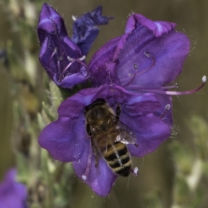 Apis mellifera at Jarramlee North (JRN) - 6 Nov 2023