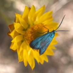 Pollanisus (genus) (A Forester Moth) at Stirling Park - 6 Nov 2023 by PeterA