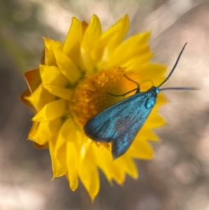 Pollanisus (genus) at Yarralumla, ACT - 6 Nov 2023