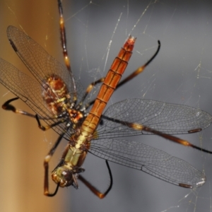 Orthetrum villosovittatum at Sheldon, QLD - suppressed