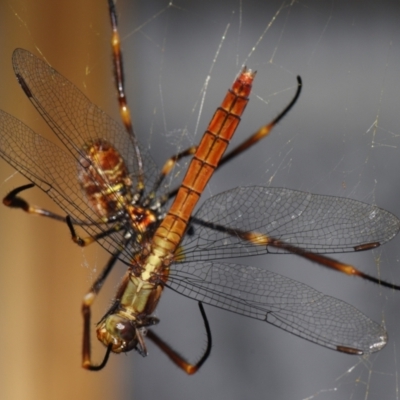 Orthetrum villosovittatum (Fiery Skimmer) at Sheldon, QLD - 6 Nov 2023 by PJH123