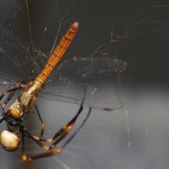 Orthetrum villosovittatum at Sheldon, QLD - suppressed