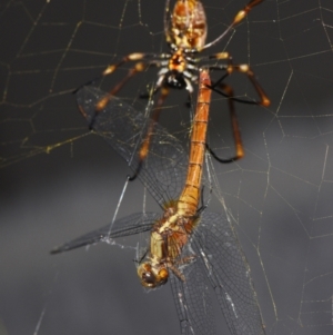 Orthetrum villosovittatum at Sheldon, QLD - suppressed