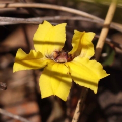 Goodenia hederacea subsp. hederacea (Ivy Goodenia, Forest Goodenia) at Canberra Central, ACT - 5 Nov 2023 by ConBoekel