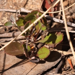 Goodenia hederacea subsp. hederacea at Canberra Central, ACT - 6 Nov 2023