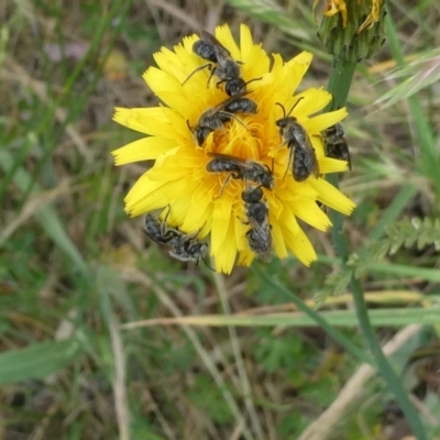 Lasioglossum (Chilalictus) lanarium (Halictid bee) at Flea Bog Flat to Emu Creek Corridor - 6 Nov 2023 by JohnGiacon