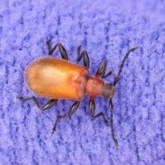 Ecnolagria grandis (Honeybrown beetle) at Black Mountain NR (BMS) - 6 Nov 2023 by ConBoekel