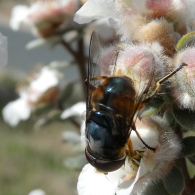 Austalis copiosa (Hover fly) at Emu Creek - 6 Nov 2023 by JohnGiacon