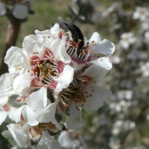 Mordellidae (family) at Emu Creek - 6 Nov 2023