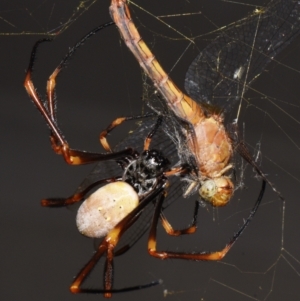 Trichonephila plumipes at Sheldon, QLD - suppressed