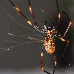 Trichonephila plumipes at Sheldon, QLD - suppressed