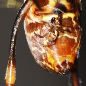 Trichonephila plumipes at Sheldon, QLD - suppressed