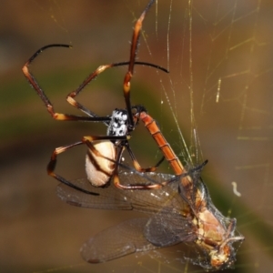 Trichonephila plumipes at Sheldon, QLD - suppressed